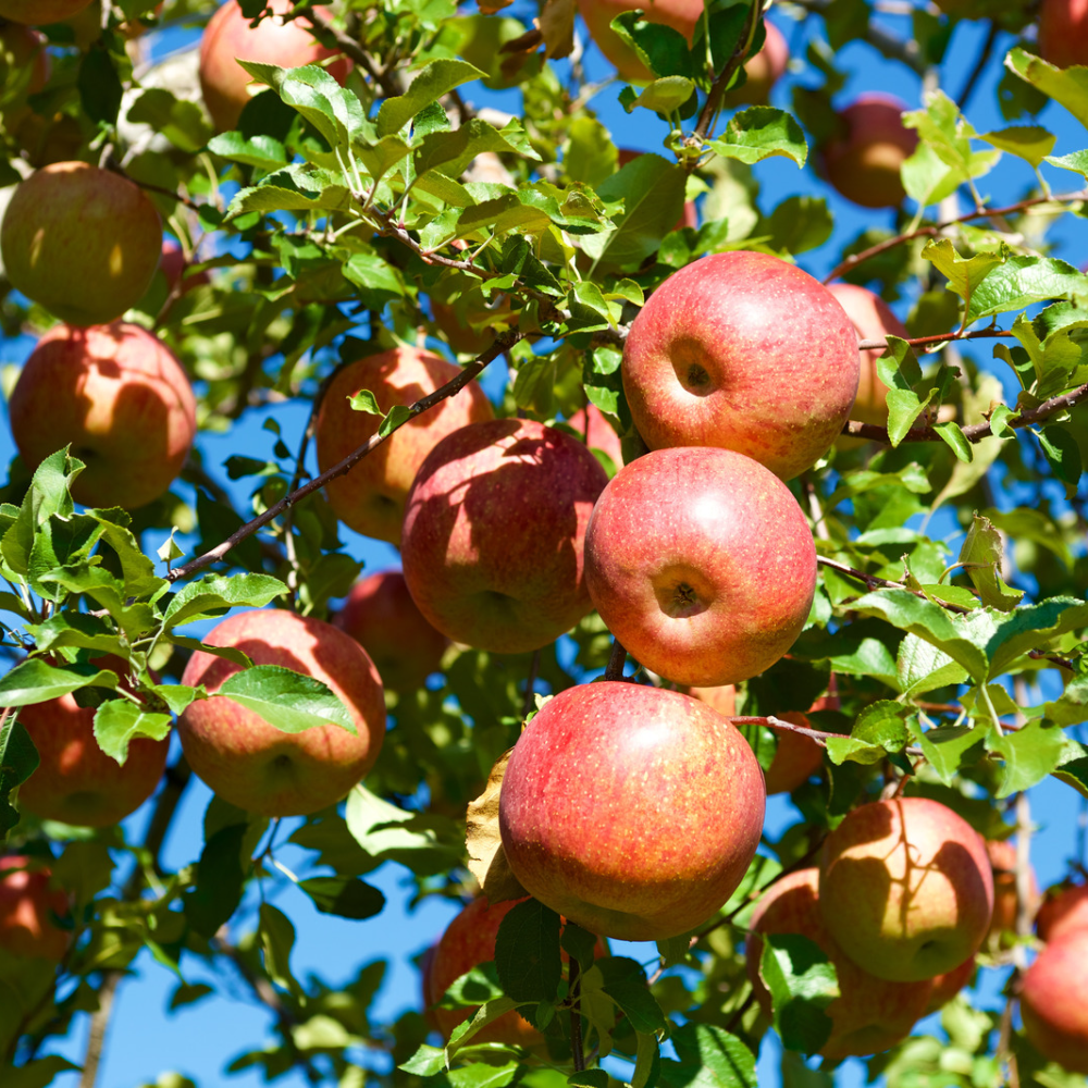 Mela fuji - immagine 2