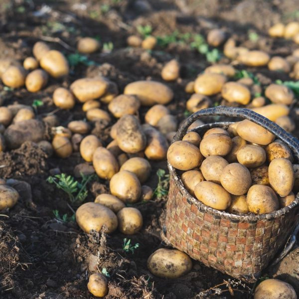 Patate gialle - immagine 2