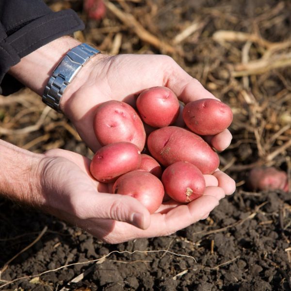 Patate Rosse - immagine 3