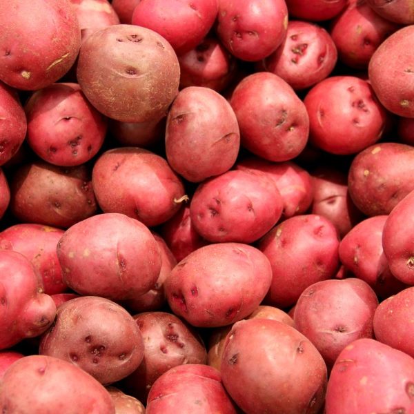Patate Rosse - immagine 2