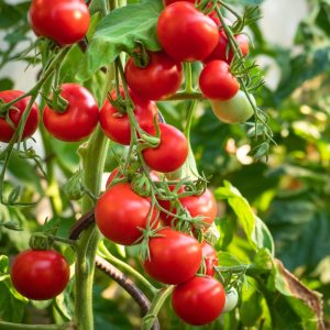 Pomodoro ciliegino rosso 500gr.