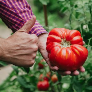 Pomodoro costoluto rosso