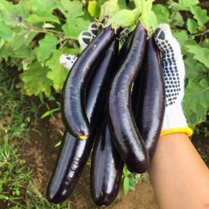 Melanzana lunga nera