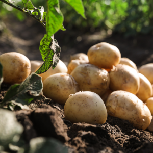 Patate novelle gialle