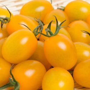 Pomodoro piccadilly giallo