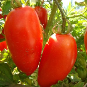 Pomodoro nerina rosso