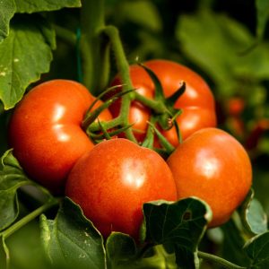 Pomodoro tondo rosso